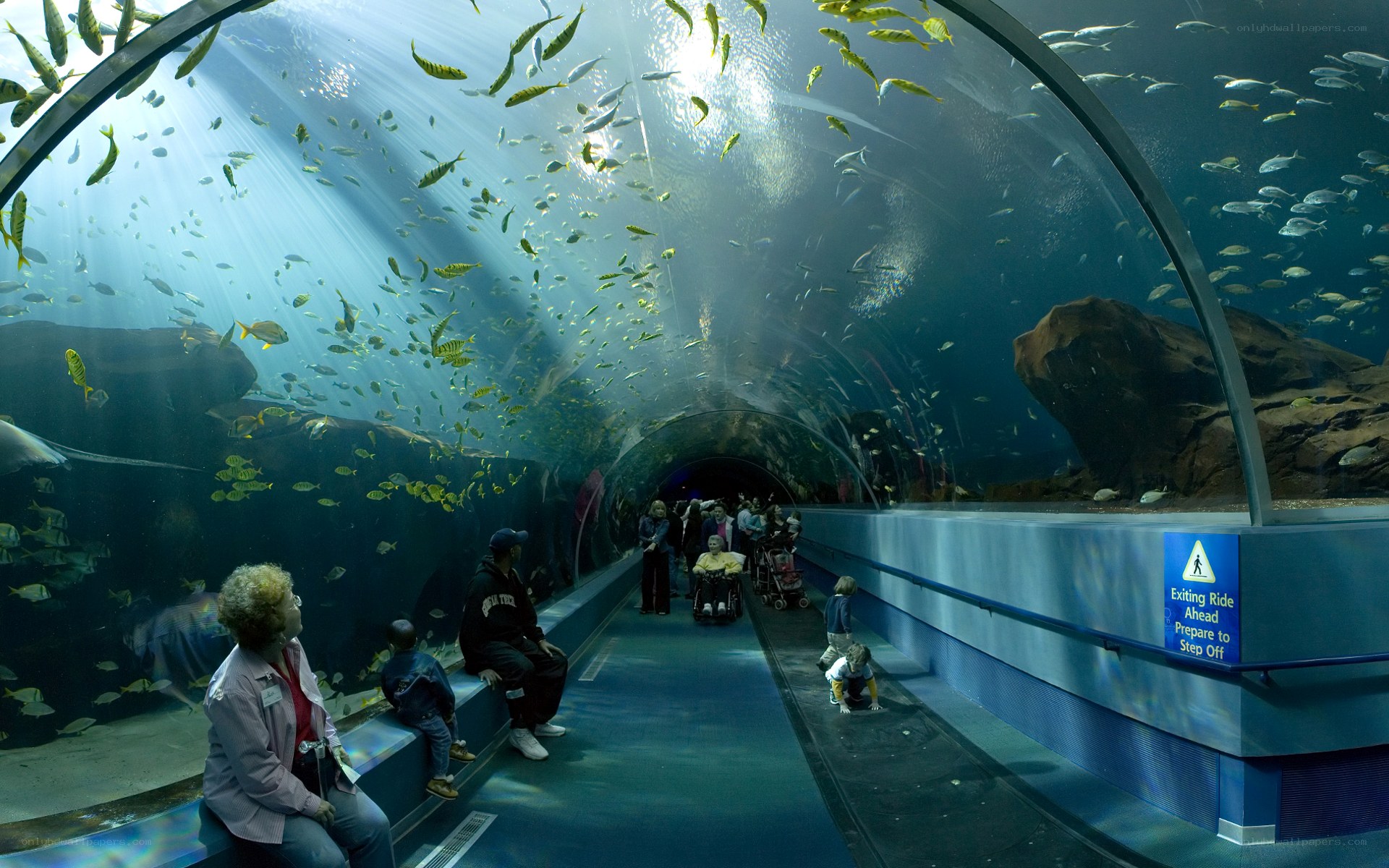 Aquarium tunnel with fish
