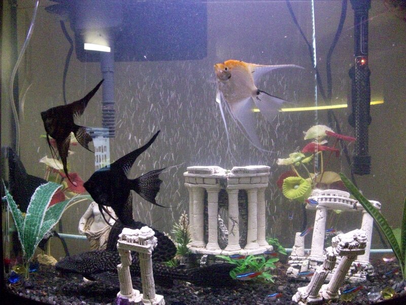 Aquarium with angelfish and decorations