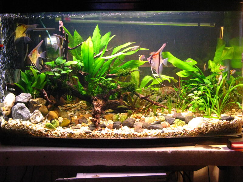 Aquarium with Angelfish