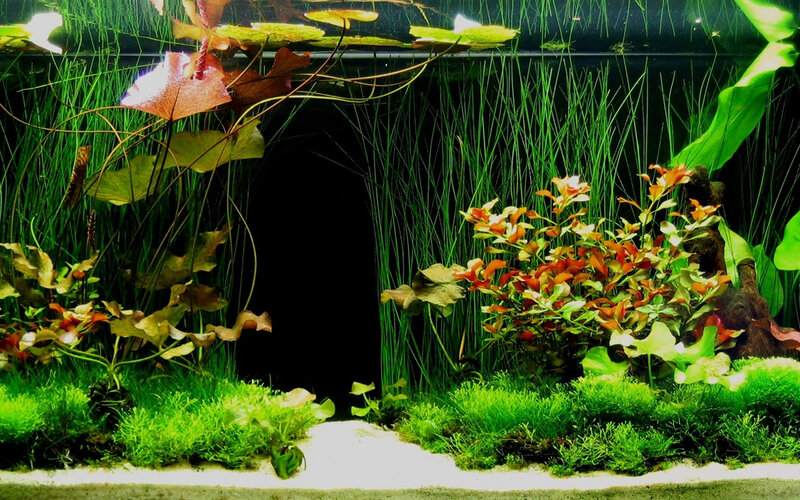 Aquarium with Aquatic Plants