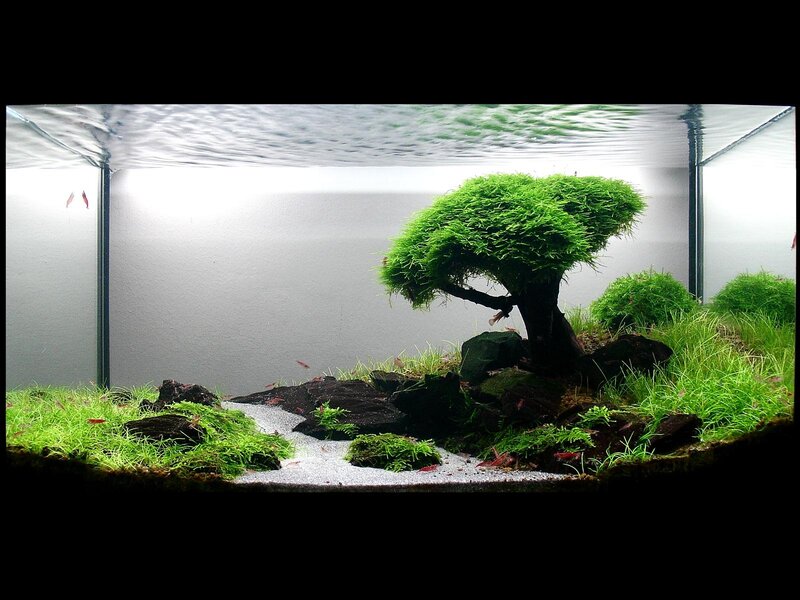 aquarium with bonsai-style plant