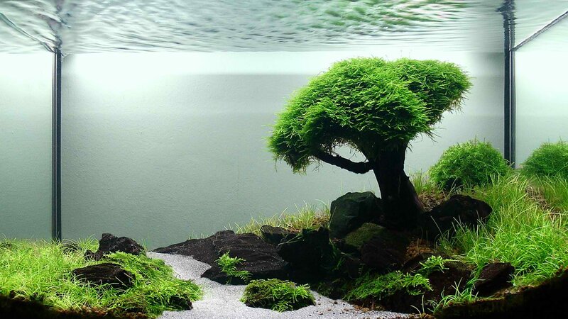 aquarium with bonsai-style plant