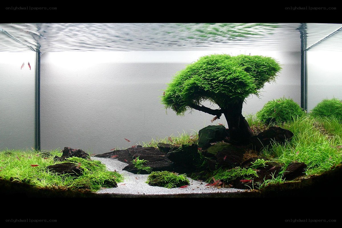 aquarium with bonsai tree