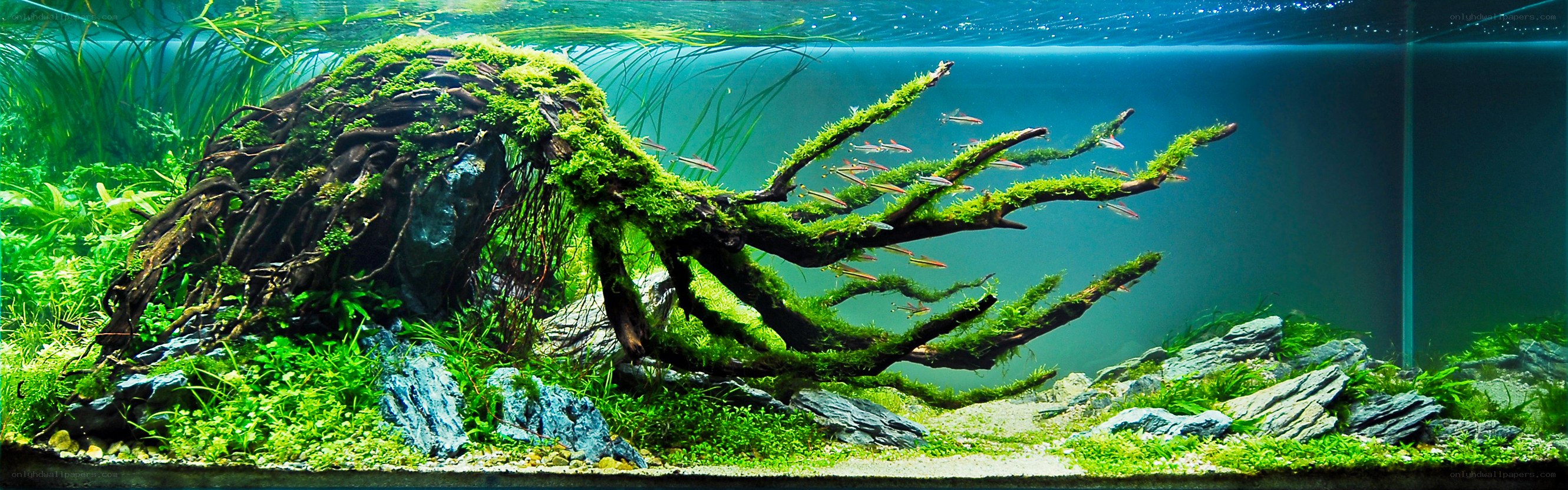 aquarium with driftwood and fish