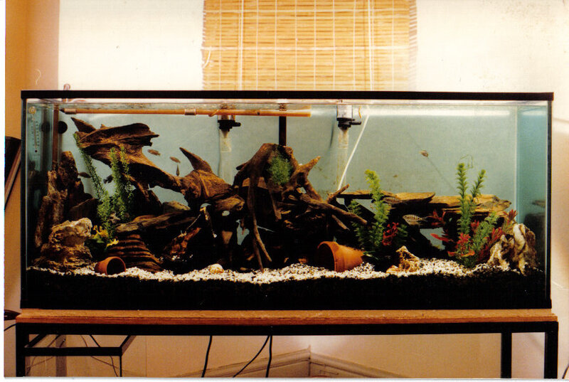 aquarium with driftwood and plants