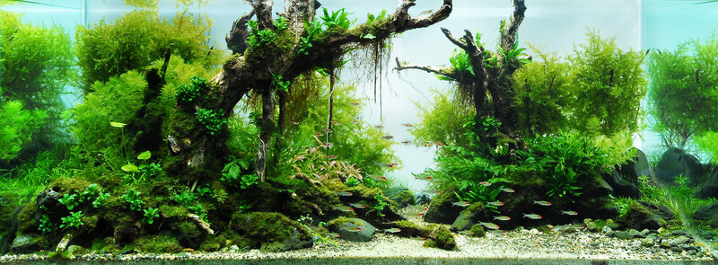 aquarium with driftwood and plants