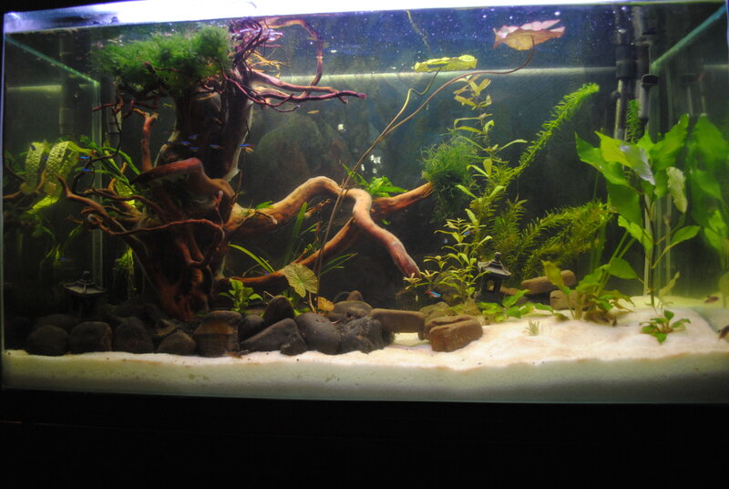 Aquarium with Driftwood — Green
