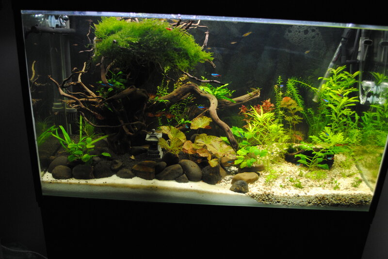 Aquarium with Driftwood