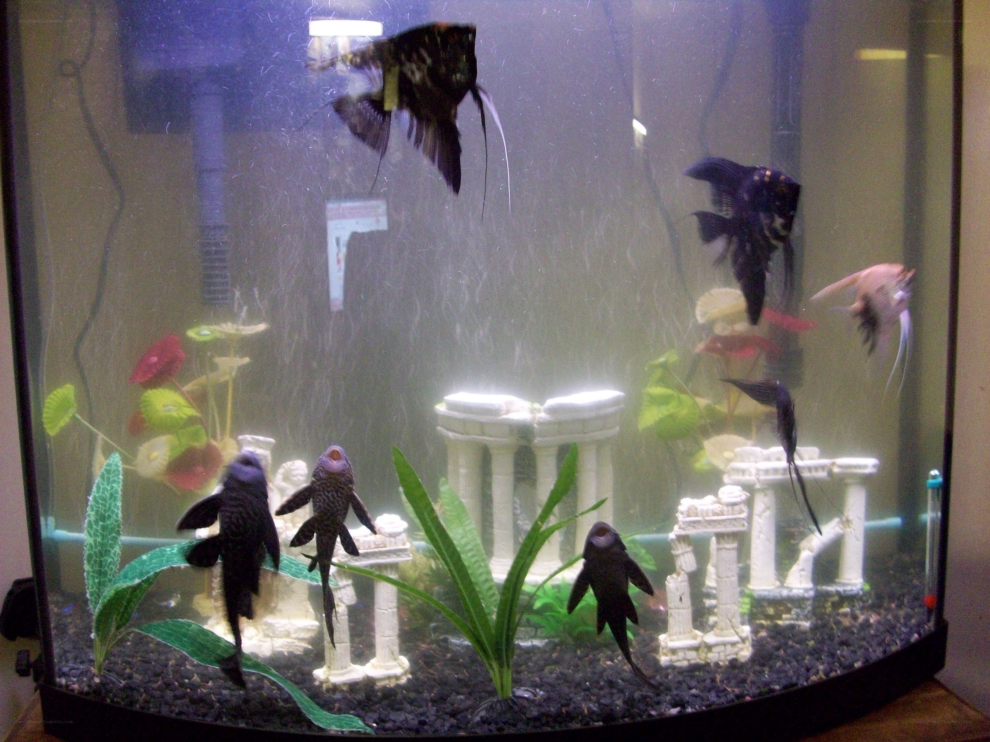 aquarium with fish and decorations