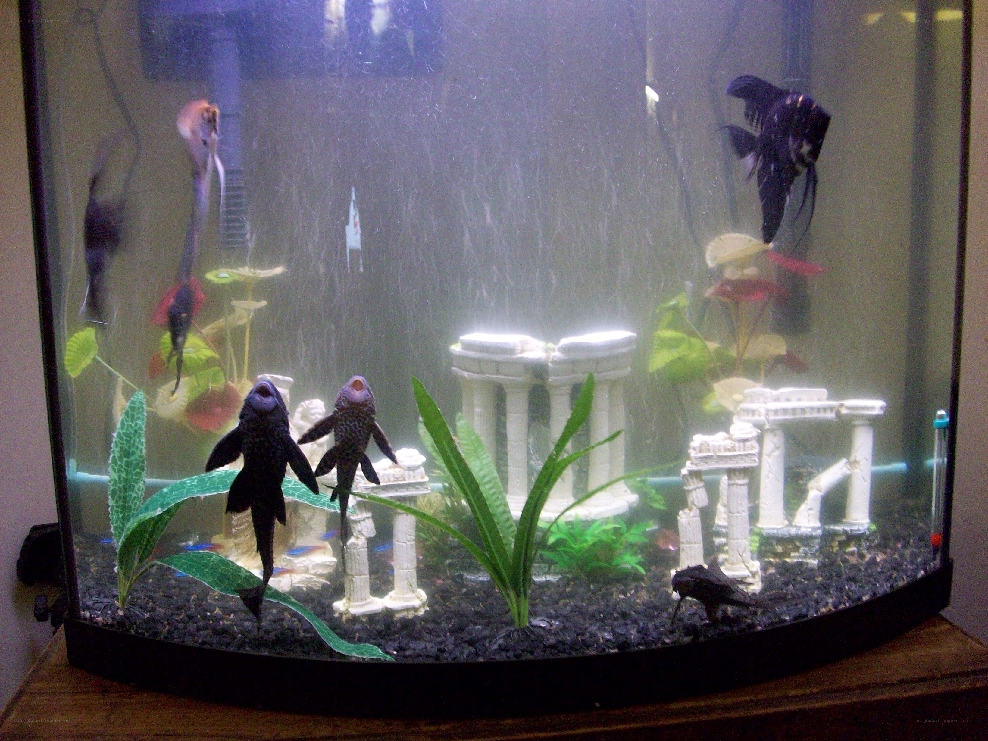 aquarium with fish and decorations