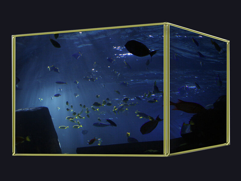 aquarium with fish and light rays