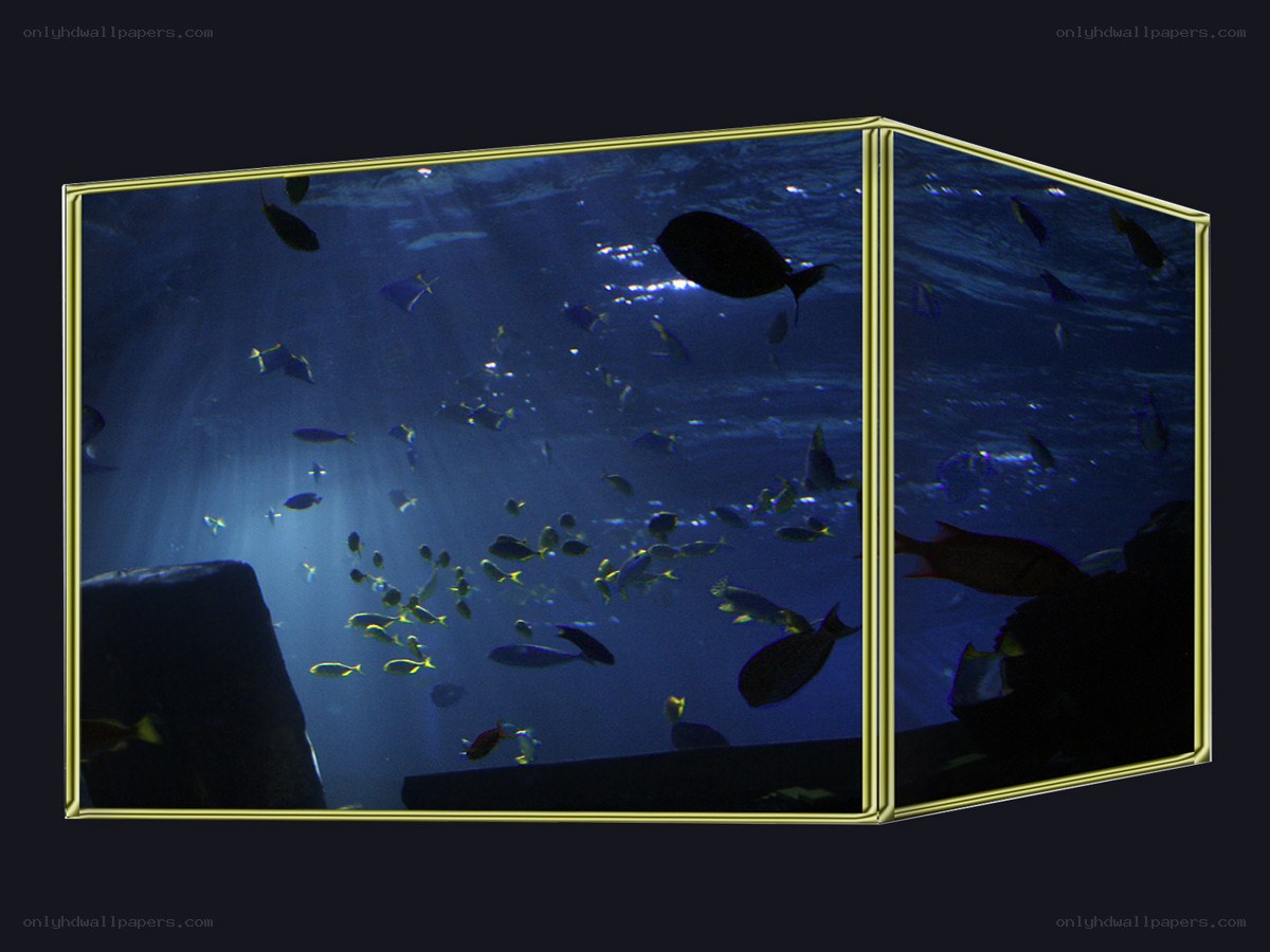 aquarium with fish and light rays