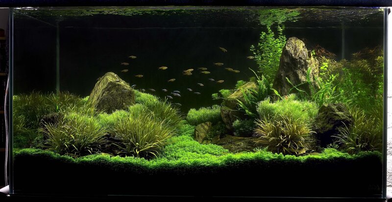 aquarium with fish and plants