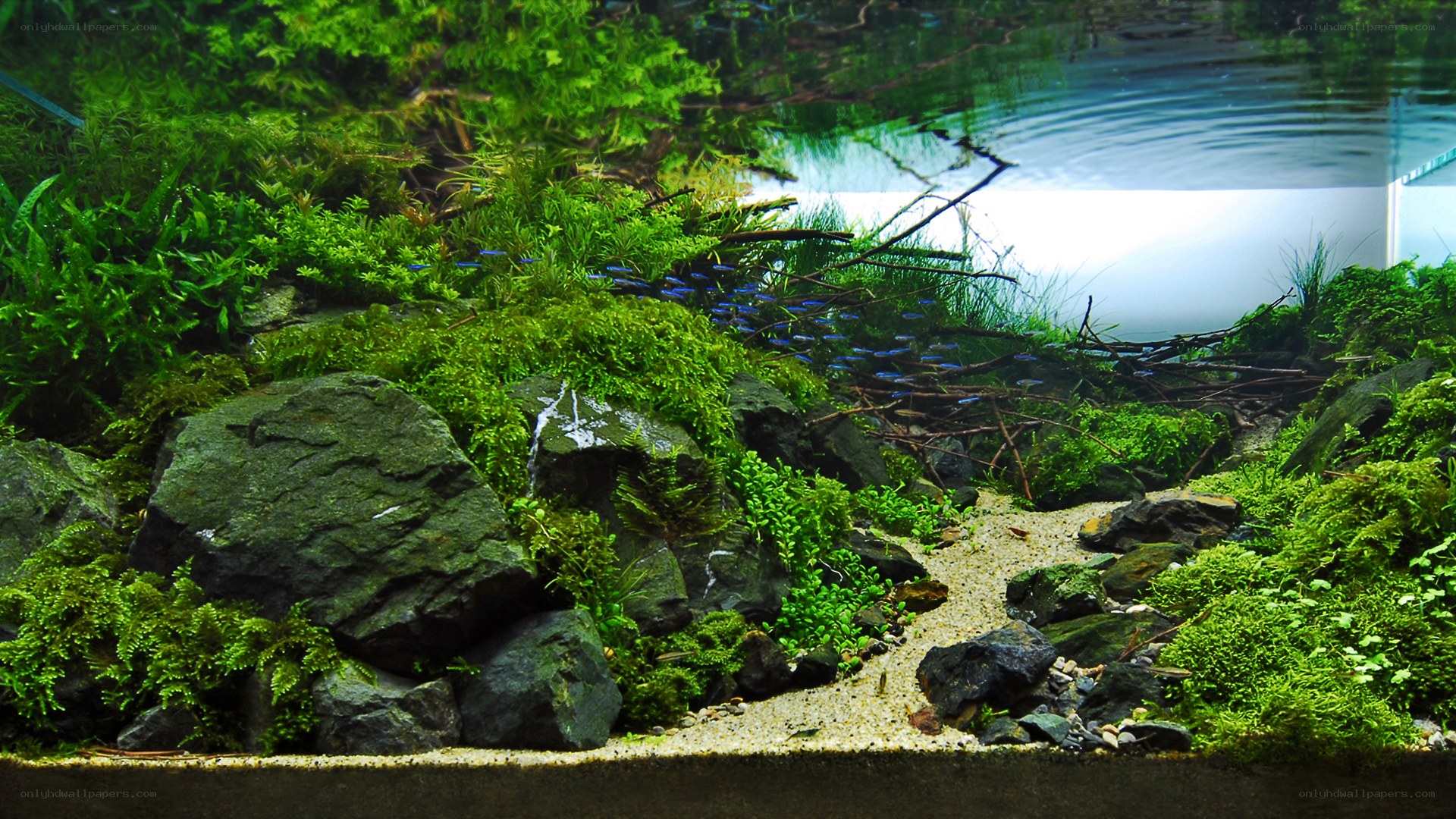 aquarium with fish and plants