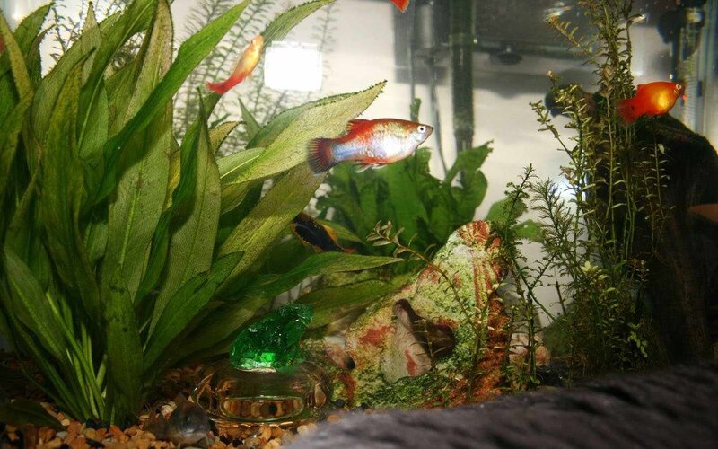 aquarium with fish and plants