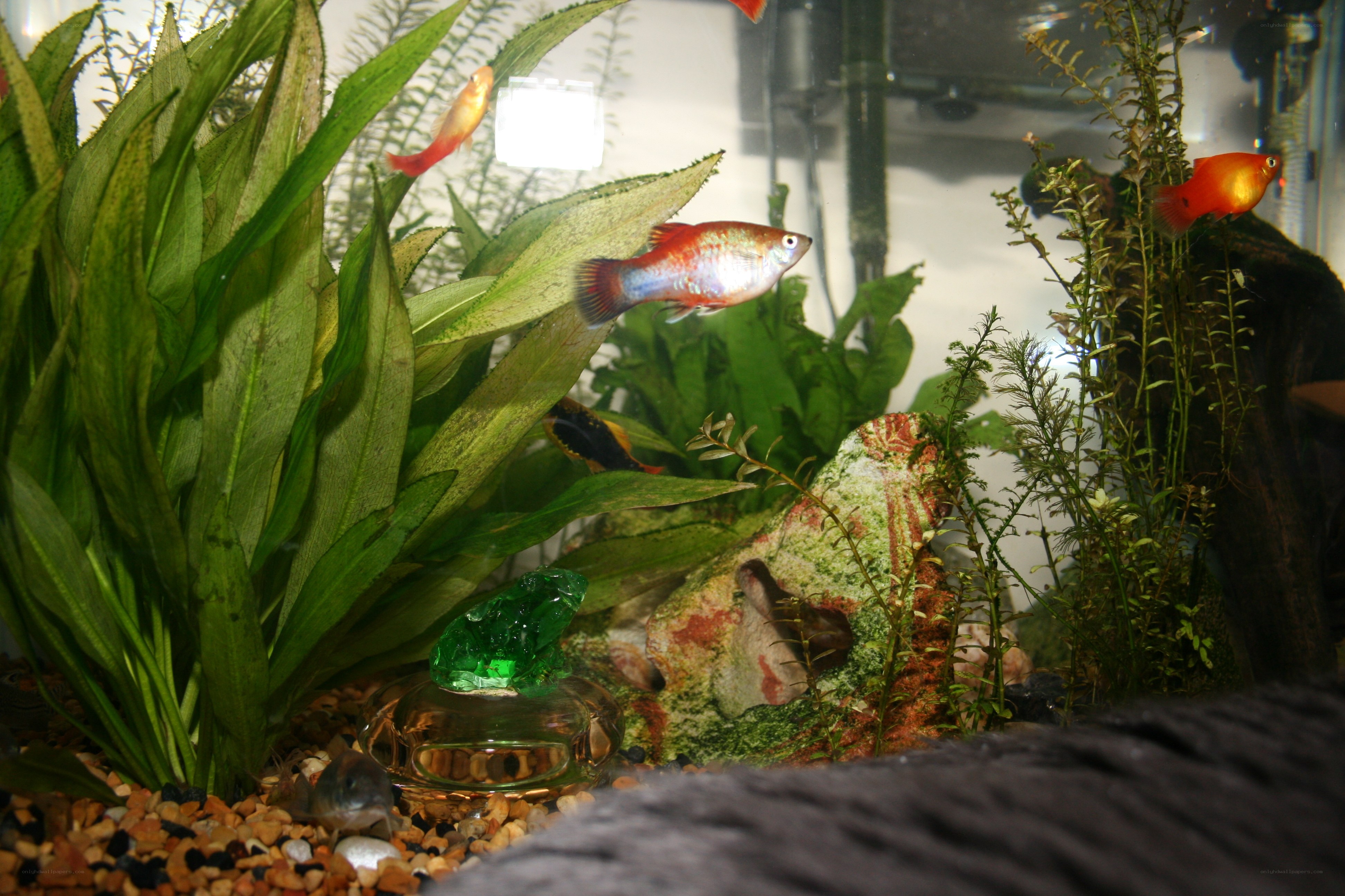 aquarium with fish and plants