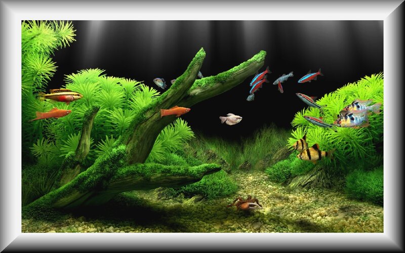 aquarium with fish and plants