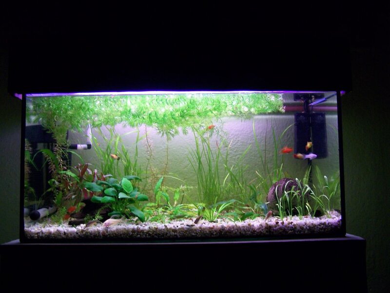 Aquarium with Fish and Plants — Green, Calm, Night