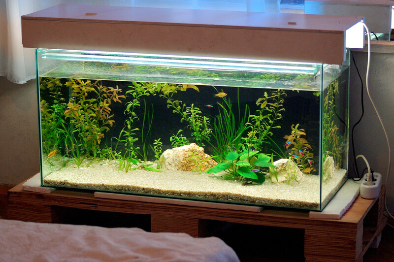 Aquarium with Fish and Plants — Green, Calm, Photograph, Sand