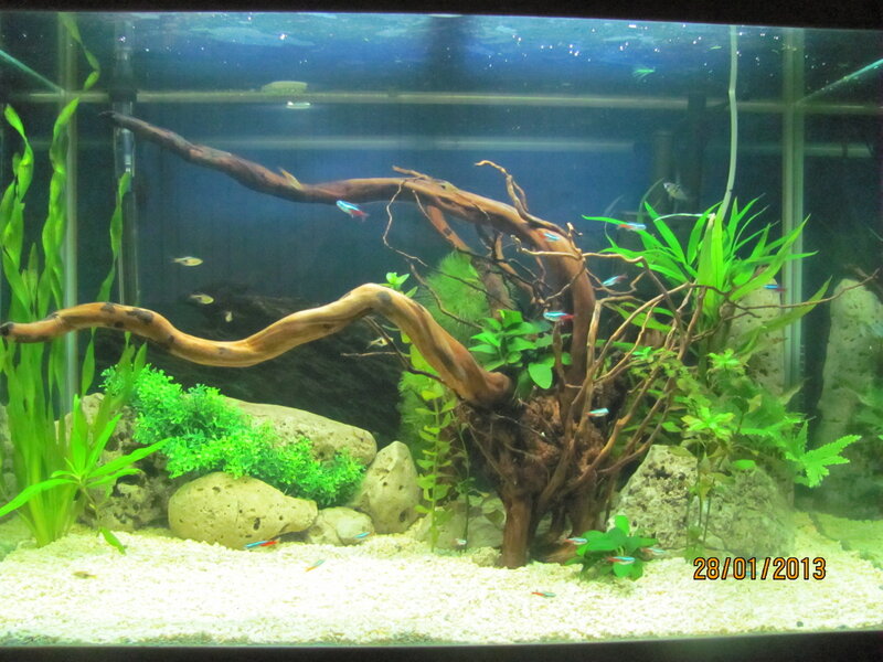Aquarium with Fish and Plants — Green, Calm, Photograph