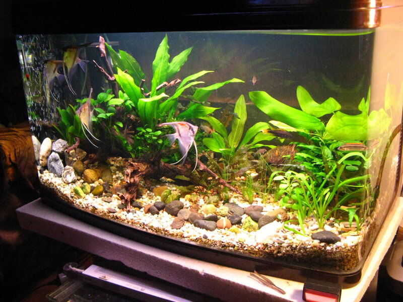 Aquarium with Fish and Plants — Green, Calm