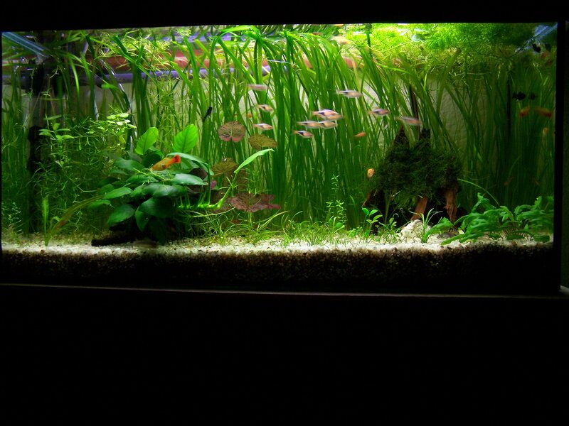 Aquarium with Fish and Plants — Green