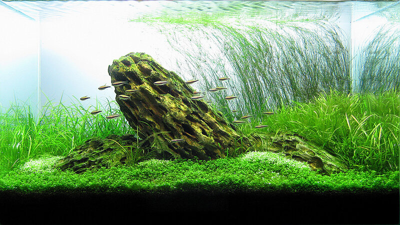 aquarium with fish and plants