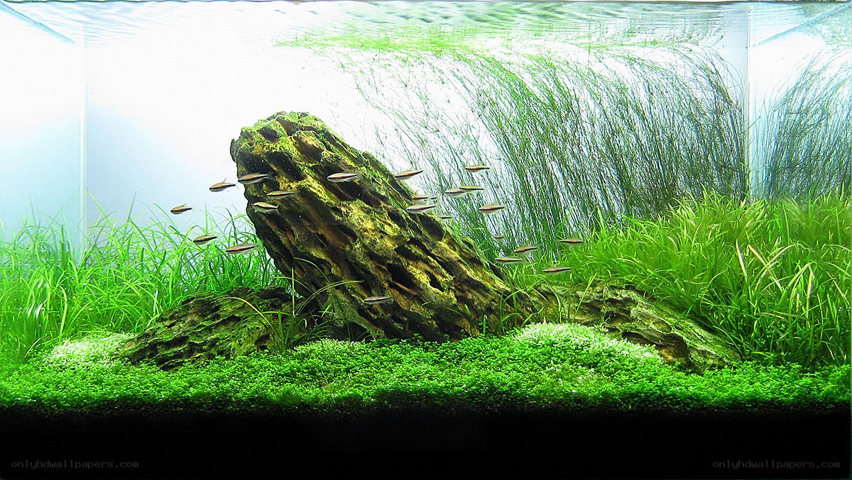 aquarium with fish and plants