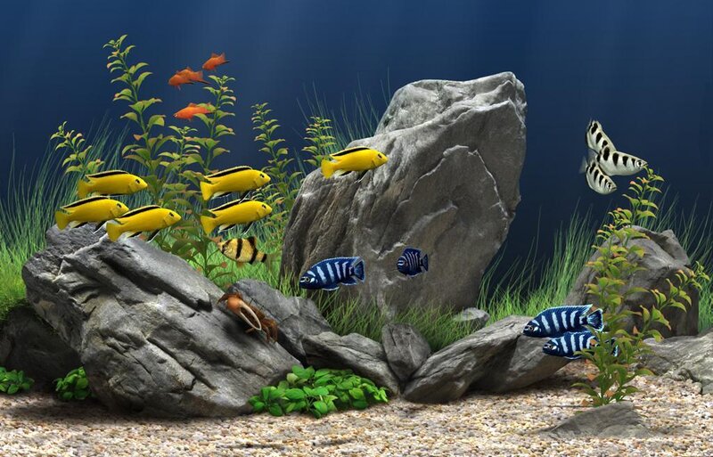 aquarium with fish and rocks