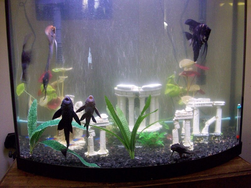 Aquarium with Fish — Black