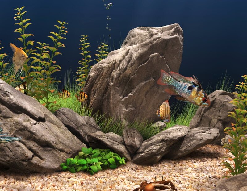 Aquarium with Fish — Blue