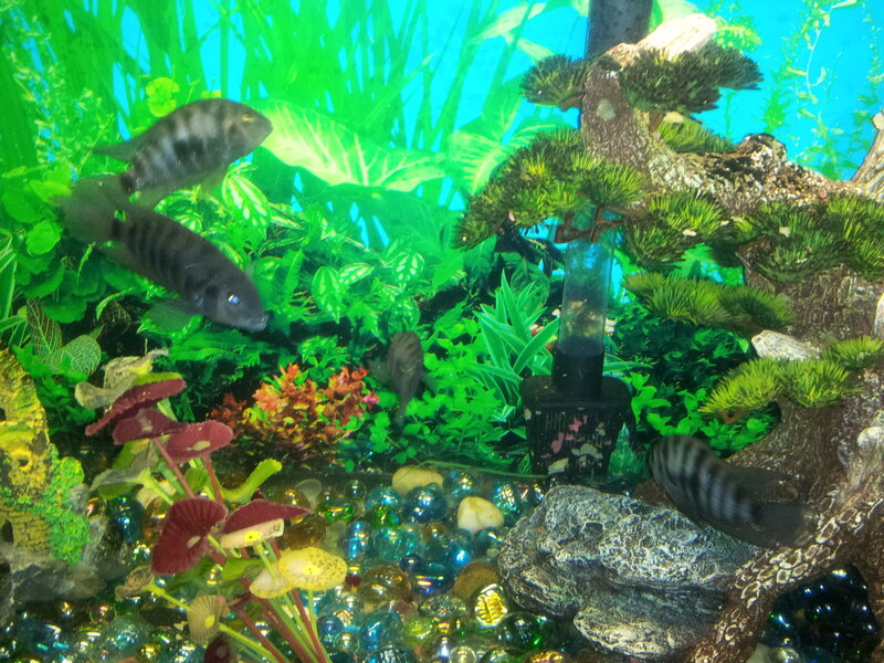 Aquarium with Fish — Green