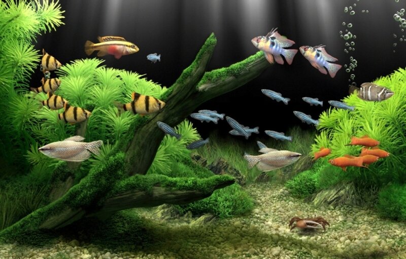 Aquarium with Fish