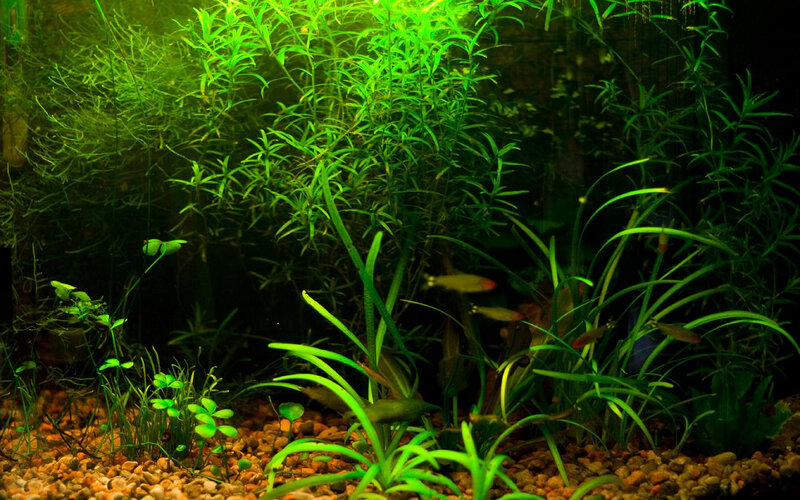 aquarium with green plants and fish