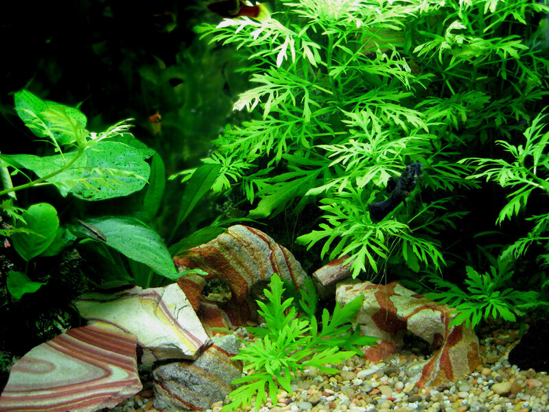 aquarium with green plants and rocks
