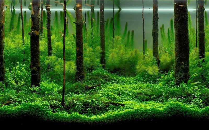 Aquarium with Green Plants — Serene