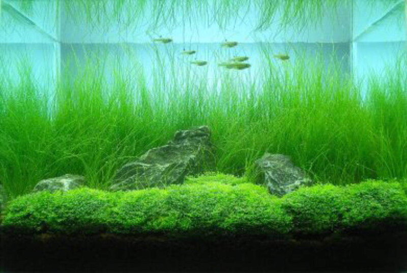 aquarium with green plants