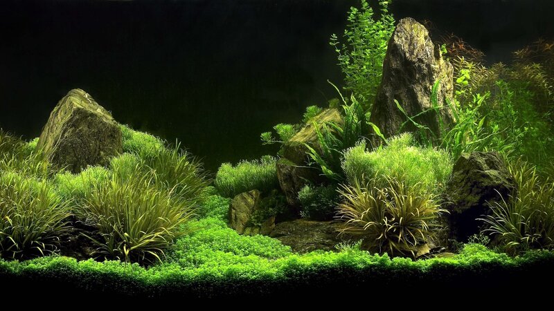 aquarium with lush green plants