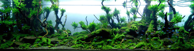 aquarium with lush green plants