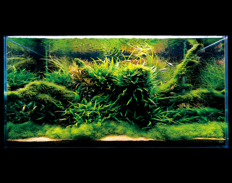 aquarium with lush green plants