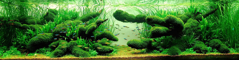 aquarium with lush green plants