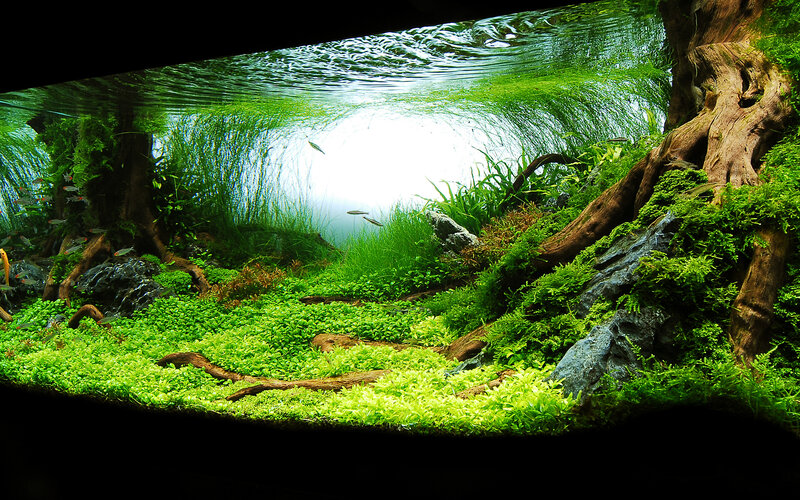 aquarium with lush green plants