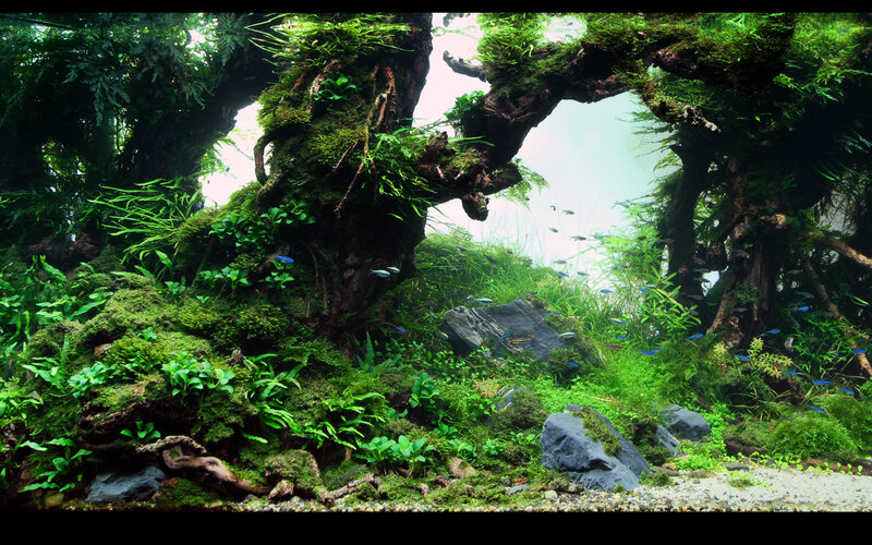 aquarium with lush green plants