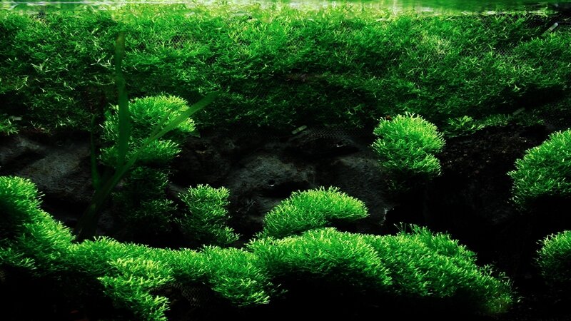 aquarium with lush green plants