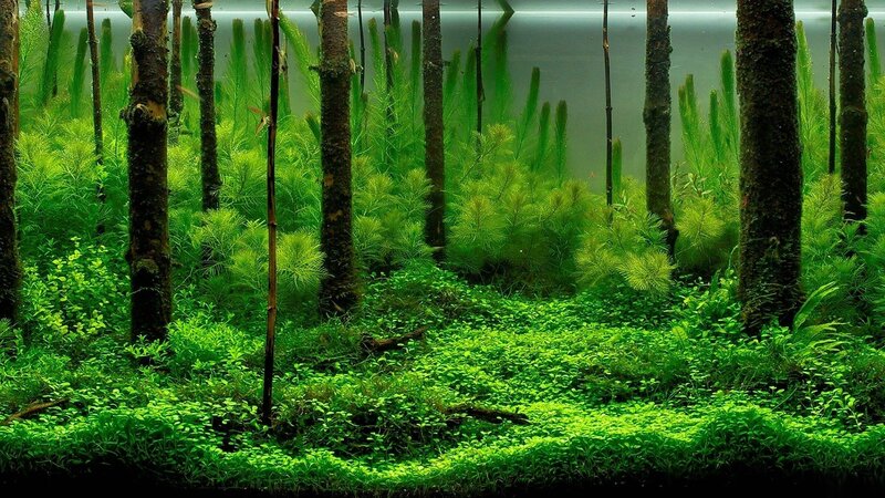 aquarium with lush green plants