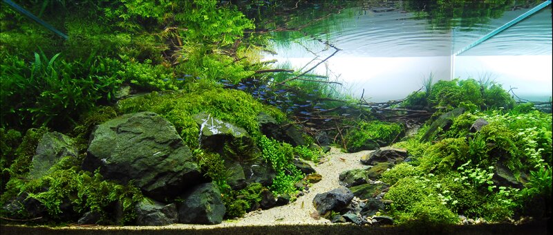 aquarium with lush green plants