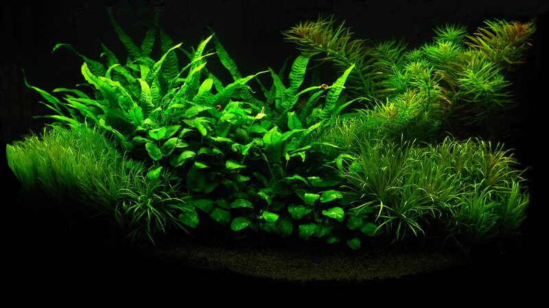 aquarium with lush green plants