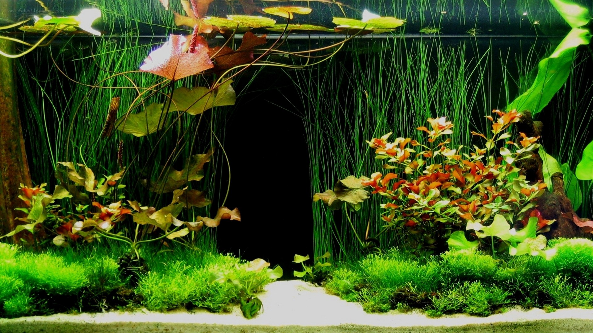 aquarium with lush plants