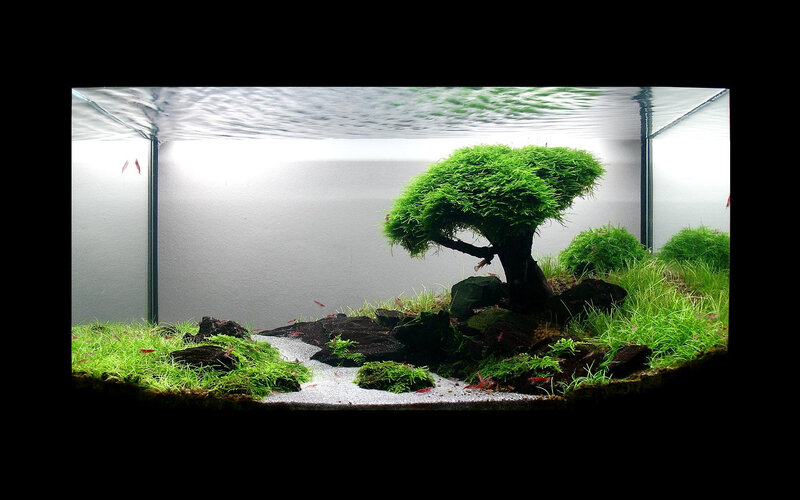 aquarium with moss tree
