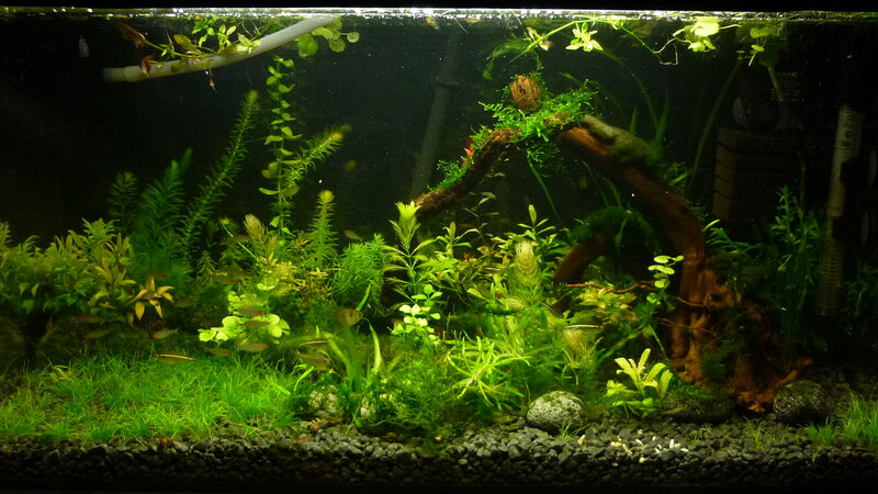 Aquarium with Plants and Driftwood — Green